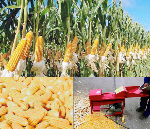 Nigeria targets 12.5mmt of maize production in 18 months